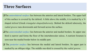 Three Surfaces
The anterolateral surface lies between the anterior and lateral borders. The upper half
of this surface is covered by the deltoid. A little above the middle, it is marked by a V-
shaped deltoid (Greek triangular-shaped)tuberosity. Behind the deltoid tuberosity, the
radial groove runs downwards and forward across the surface.
The anteromedial surface lies between the anterior and medial borders. Its upper one-
third is narrow and forms the floor of the intertubercular sulcus. A nutrient foramen is
seen near the medial border below its middle part.
 The posterior surface lies between the medial and lateral borders. Its upper part is
marked by an oblique ridge. The middle one-third is crossed by the radial groove.
 