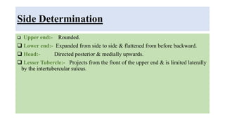 Side Determination
 Upper end:- Rounded.
 Lower end:- Expanded from side to side & flattened from before backward.
 Head:- Directed posterior & medially upwards.
 Lesser Tubercle:- Projects from the front of the upper end & is limited laterally
by the intertubercular sulcus.
 