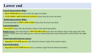Lower end
Lateral Supracondylar Ridge:
• BRACHIORADIALUS arises from the upper two-thirds.
• EXTENSOR CARPI RADIALIS LONGUS arises from the lower one-third.
Medial Supracondylar Ridge:
The humeral head of PRONATOR TERES arises from the lower one-third.
Lateral Epicondyle:
ANCONEUS arises from the posterior surface of the lateral epicondyle.
Radial Groove: The lateral head of TRICEPS BRACHII arises from the oblique ridge on the upper part of the
posterior surface above the radial groove, while its Medial head arises from the posterior surface below the radial
groove.
Medial Epicondyle(anterior aspect):
• Superficial FLEXOR muscles arise from the common origin of the anterior aspect.
Lateral Epicondyle:
• Superficial EXTENSOR muscles have a common origin from the lateral epicondyle.
 