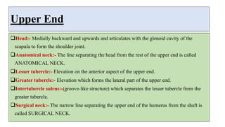 Upper End
Head:- Medially backward and upwards and articulates with the glenoid cavity of the
scapula to form the shoulder joint.
Anatomical neck:- The line separating the head from the rest of the upper end is called
ANATOMICAL NECK.
Lesser tubercle:- Elevation on the anterior aspect of the upper end.
Greater tubercle:- Elevation which forms the lateral part of the upper end.
Intertubercle sulcus:-(groove-like structure) which separates the lesser tubercle from the
greater tubercle.
Surgical neck:- The narrow line separating the upper end of the humerus from the shaft is
called SURGICAL NECK.
 