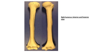 Right humerus: Anterior and Posterior
view
 