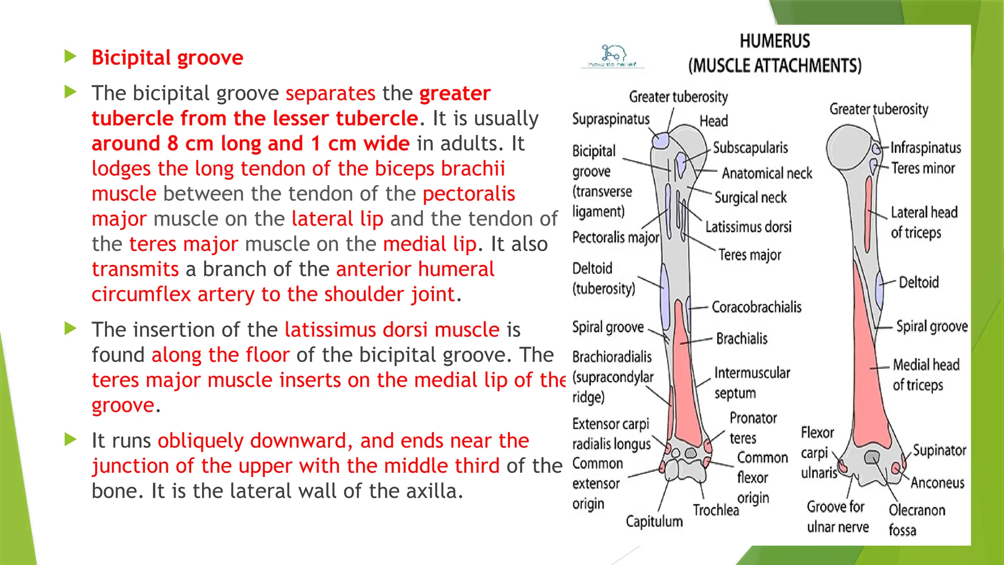  Bicipital groove
 The bicipital groove separates the greater
tubercle from the lesser tubercle. It is usually
around 8 cm long and 1 cm wide in adults. It
lodges the long tendon of the biceps brachii
muscle between the tendon of the pectoralis
major muscle on the lateral lip and the tendon of
the teres major muscle on the medial lip. It also
transmits a branch of the anterior humeral
circumflex artery to the shoulder joint.
 The insertion of the latissimus dorsi muscle is
found along the floor of the bicipital groove. The
teres major muscle inserts on the medial lip of the
groove.
 It runs obliquely downward, and ends near the
junction of the upper with the middle third of the
bone. It is the lateral wall of the axilla.
 