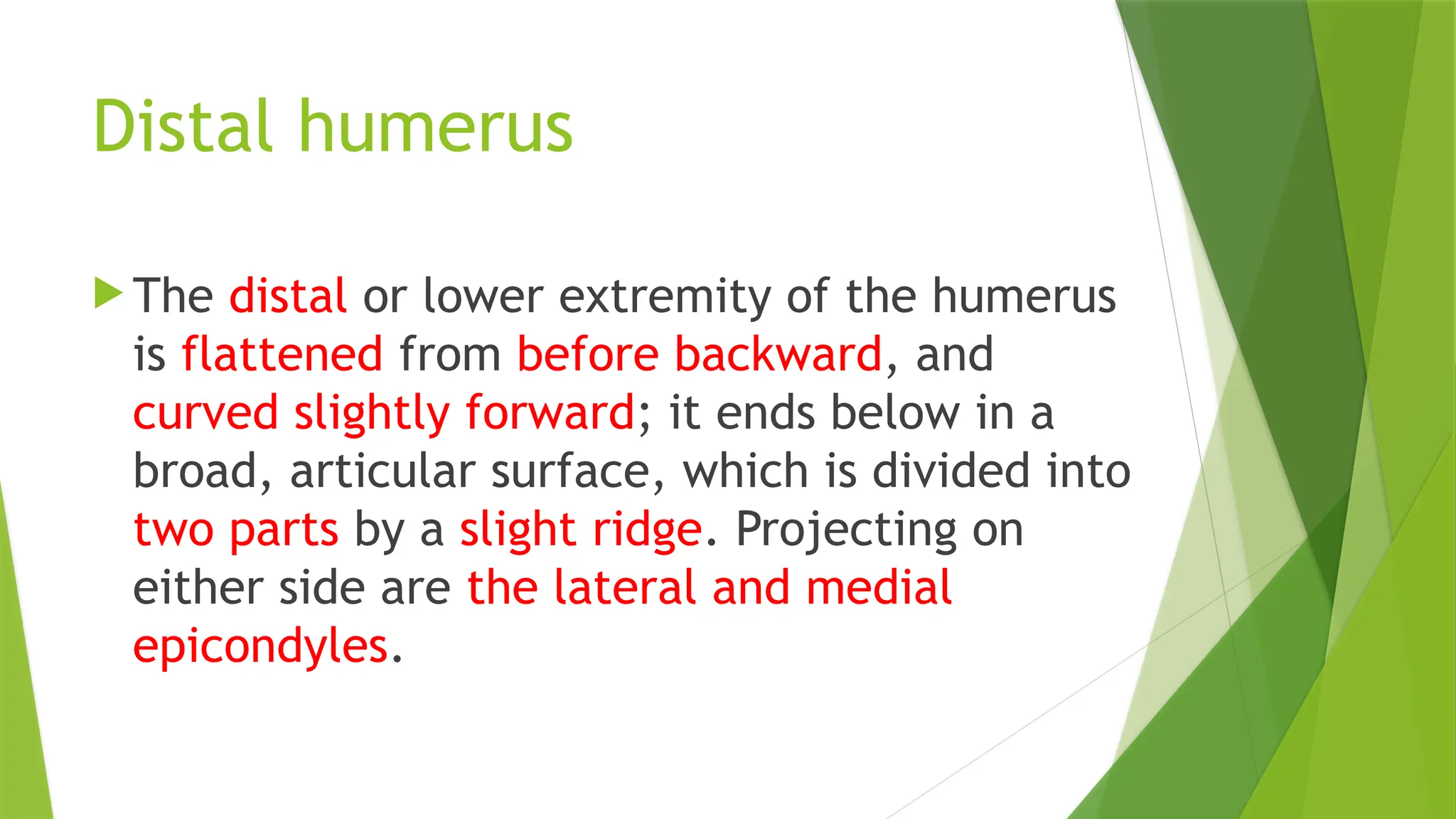 Distal humerus
 The distal or lower extremity of the humerus
is flattened from before backward, and
curved slightly forward; it ends below in a
broad, articular surface, which is divided into
two parts by a slight ridge. Projecting on
either side are the lateral and medial
epicondyles.
 