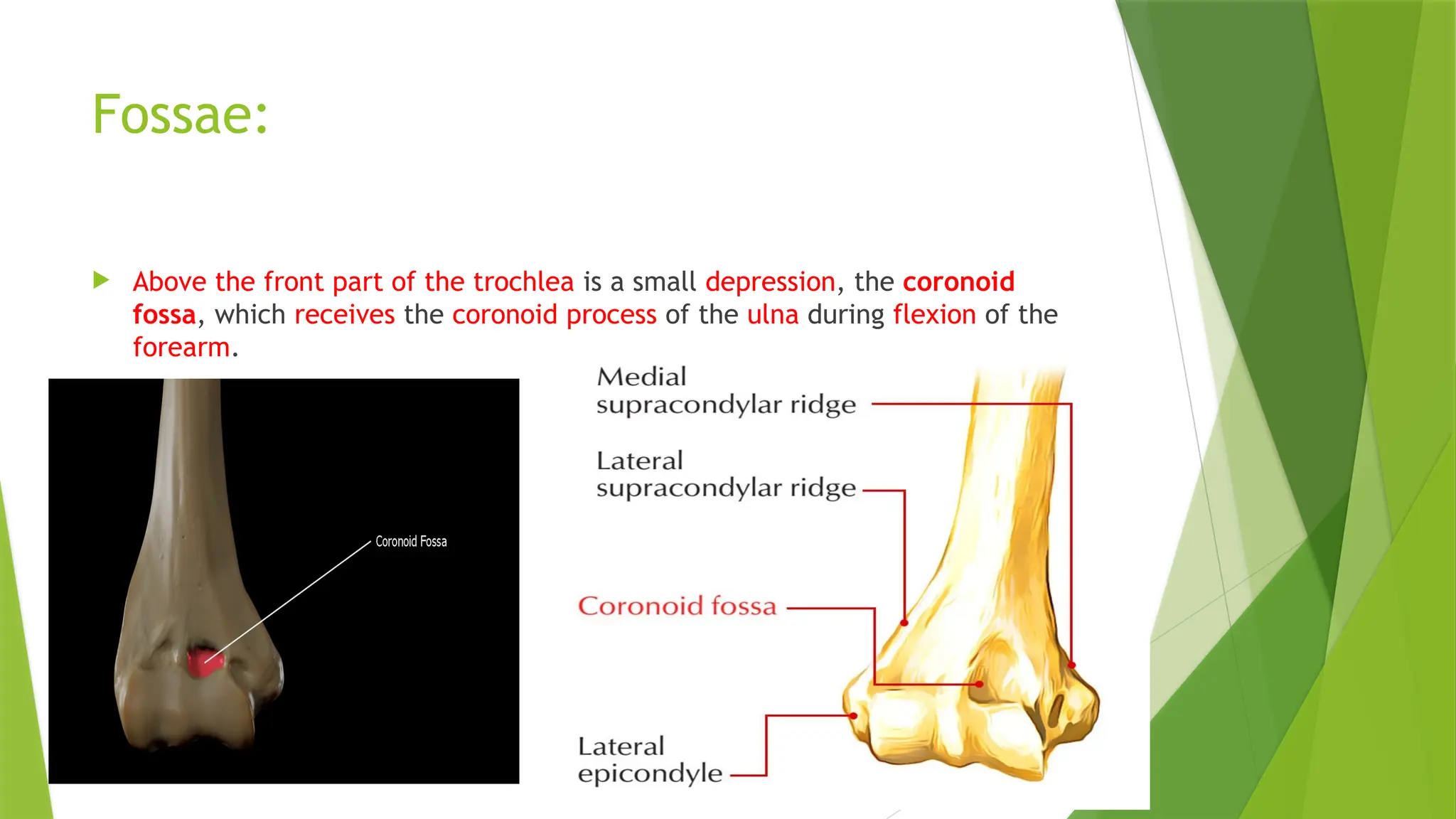 Fossae:
 Above the front part of the trochlea is a small depression, the coronoid
fossa, which receives the coronoid process of the ulna during flexion of the
forearm.
 