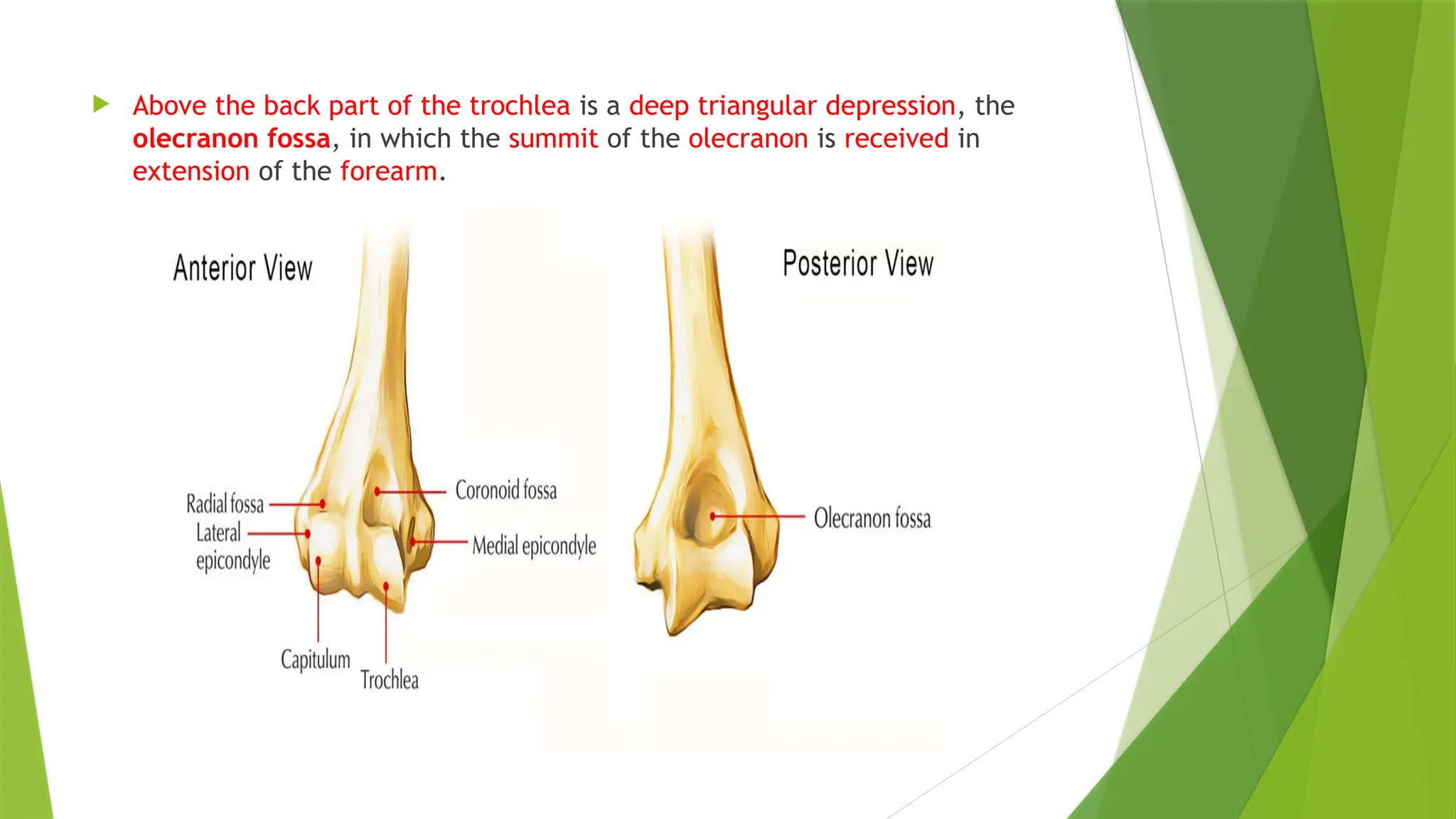  Above the back part of the trochlea is a deep triangular depression, the
olecranon fossa, in which the summit of the olecranon is received in
extension of the forearm.
 