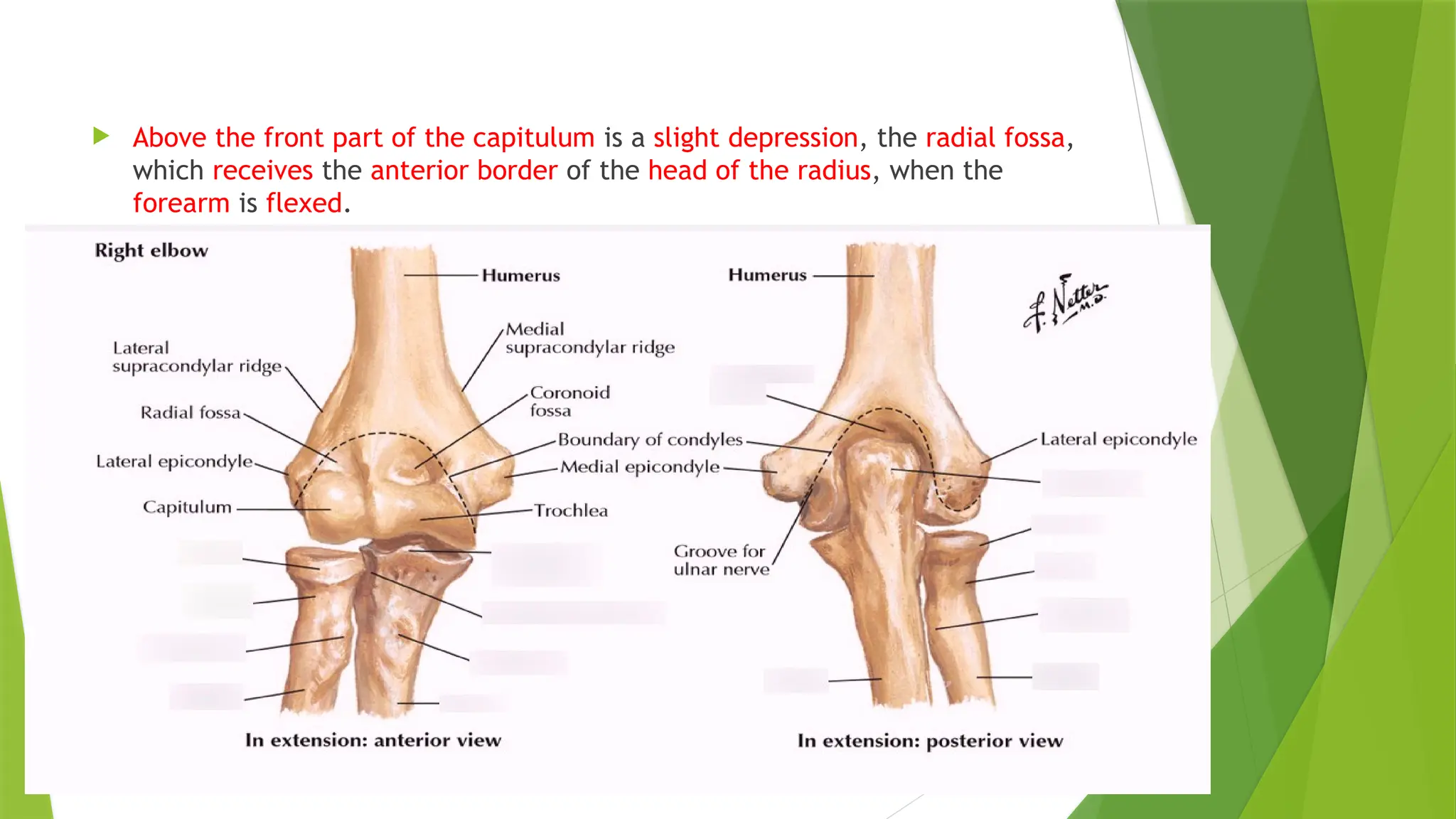  Above the front part of the capitulum is a slight depression, the radial fossa,
which receives the anterior border of the head of the radius, when the
forearm is flexed.
 