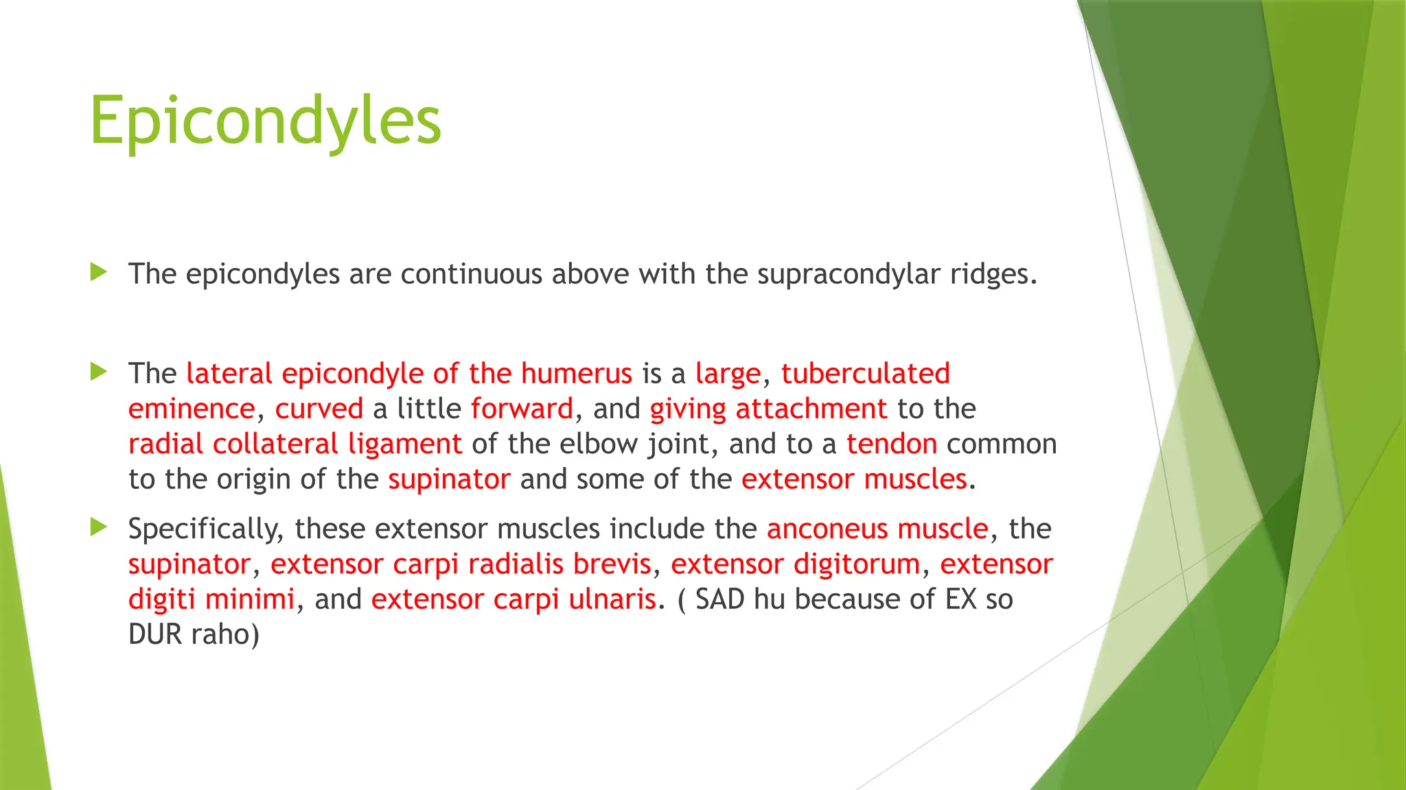 Epicondyles
 The epicondyles are continuous above with the supracondylar ridges.
 The lateral epicondyle of the humerus is a large, tuberculated
eminence, curved a little forward, and giving attachment to the
radial collateral ligament of the elbow joint, and to a tendon common
to the origin of the supinator and some of the extensor muscles.
 Specifically, these extensor muscles include the anconeus muscle, the
supinator, extensor carpi radialis brevis, extensor digitorum, extensor
digiti minimi, and extensor carpi ulnaris. ( SAD hu because of EX so
DUR raho)
 