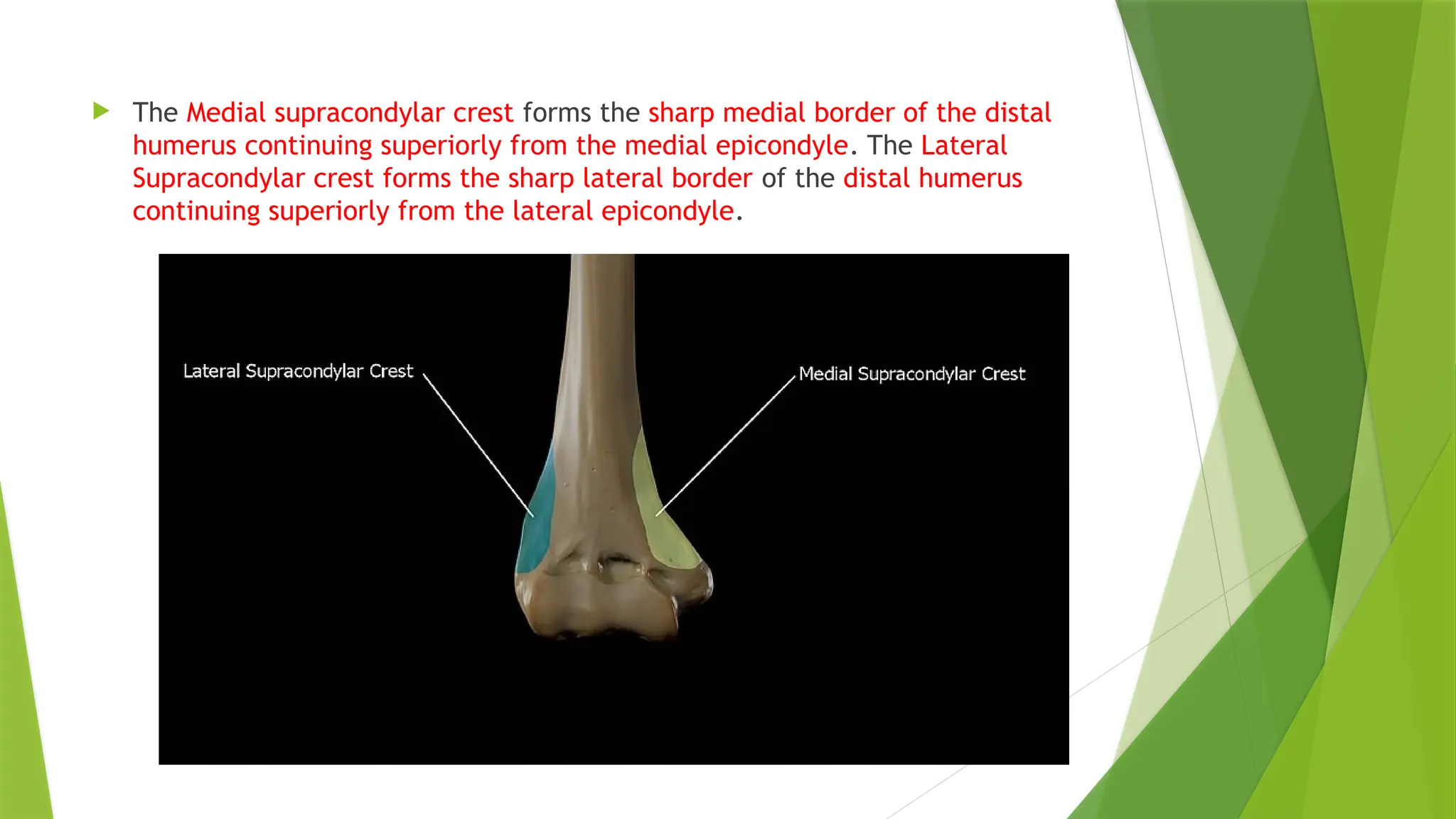  The Medial supracondylar crest forms the sharp medial border of the distal
humerus continuing superiorly from the medial epicondyle. The Lateral
Supracondylar crest forms the sharp lateral border of the distal humerus
continuing superiorly from the lateral epicondyle.
 