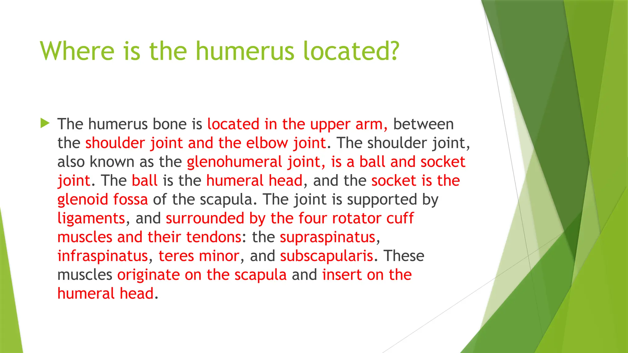 Where is the humerus located?
 The humerus bone is located in the upper arm, between
the shoulder joint and the elbow joint. The shoulder joint,
also known as the glenohumeral joint, is a ball and socket
joint. The ball is the humeral head, and the socket is the
glenoid fossa of the scapula. The joint is supported by
ligaments, and surrounded by the four rotator cuff
muscles and their tendons: the supraspinatus,
infraspinatus, teres minor, and subscapularis. These
muscles originate on the scapula and insert on the
humeral head.
 