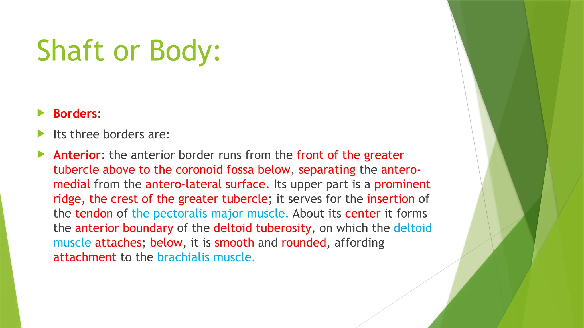 Shaft or Body:
 Borders:
 Its three borders are:
 Anterior: the anterior border runs from the front of the greater
tubercle above to the coronoid fossa below, separating the antero-
medial from the antero-lateral surface. Its upper part is a prominent
ridge, the crest of the greater tubercle; it serves for the insertion of
the tendon of the pectoralis major muscle. About its center it forms
the anterior boundary of the deltoid tuberosity, on which the deltoid
muscle attaches; below, it is smooth and rounded, affording
attachment to the brachialis muscle.
 