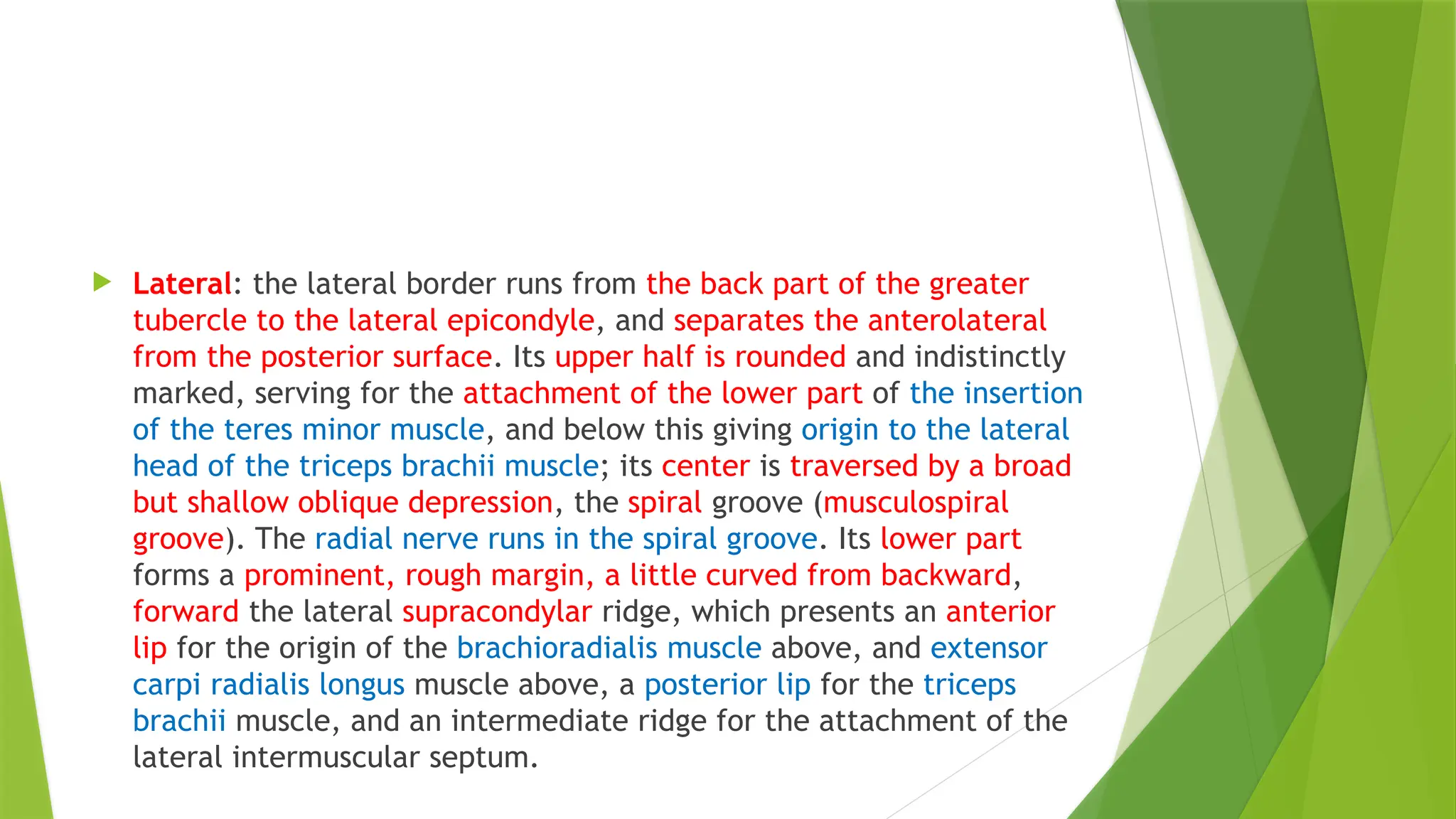  Lateral: the lateral border runs from the back part of the greater
tubercle to the lateral epicondyle, and separates the anterolateral
from the posterior surface. Its upper half is rounded and indistinctly
marked, serving for the attachment of the lower part of the insertion
of the teres minor muscle, and below this giving origin to the lateral
head of the triceps brachii muscle; its center is traversed by a broad
but shallow oblique depression, the spiral groove (musculospiral
groove). The radial nerve runs in the spiral groove. Its lower part
forms a prominent, rough margin, a little curved from backward,
forward the lateral supracondylar ridge, which presents an anterior
lip for the origin of the brachioradialis muscle above, and extensor
carpi radialis longus muscle above, a posterior lip for the triceps
brachii muscle, and an intermediate ridge for the attachment of the
lateral intermuscular septum.
 