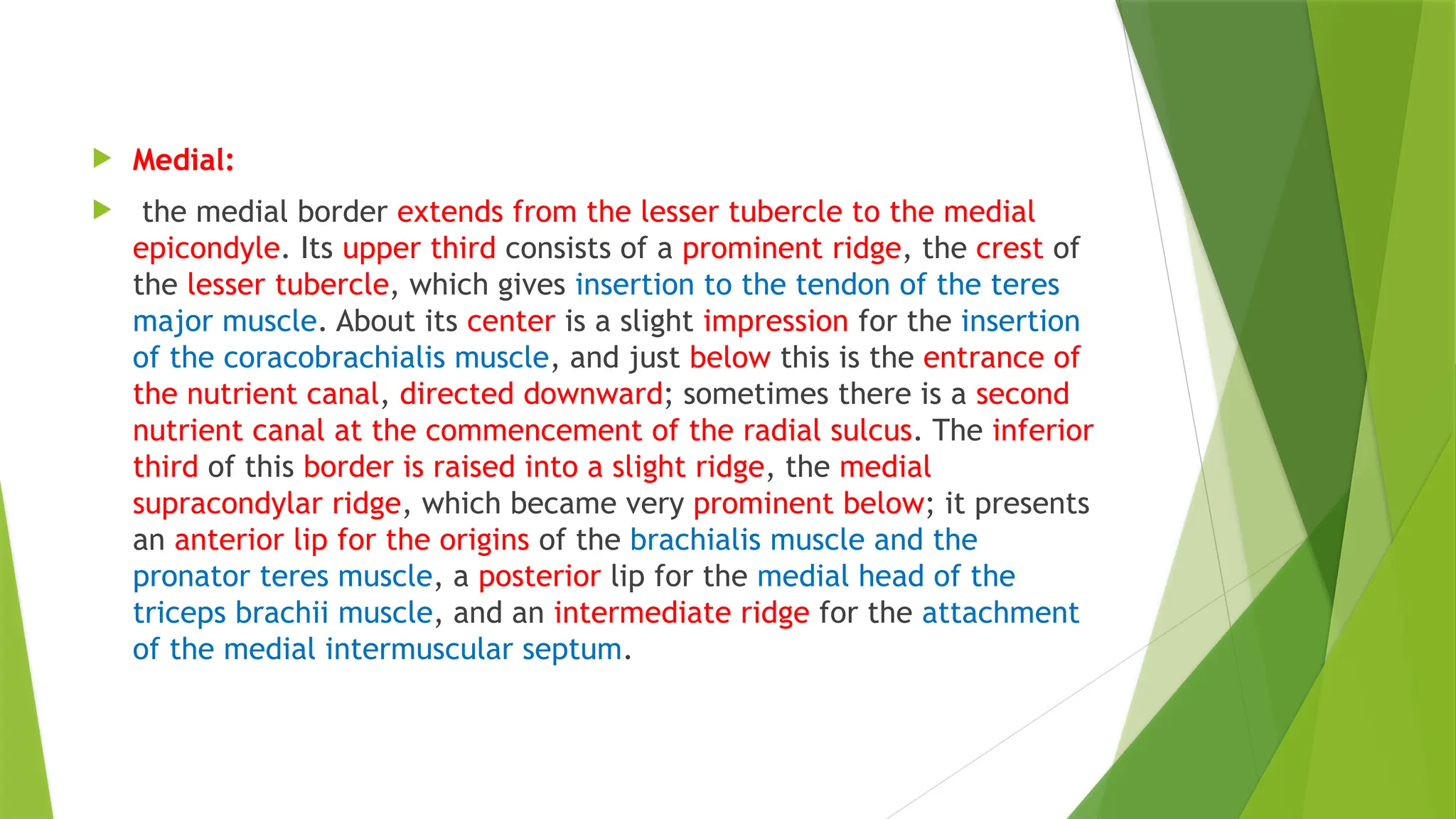  Medial:
 the medial border extends from the lesser tubercle to the medial
epicondyle. Its upper third consists of a prominent ridge, the crest of
the lesser tubercle, which gives insertion to the tendon of the teres
major muscle. About its center is a slight impression for the insertion
of the coracobrachialis muscle, and just below this is the entrance of
the nutrient canal, directed downward; sometimes there is a second
nutrient canal at the commencement of the radial sulcus. The inferior
third of this border is raised into a slight ridge, the medial
supracondylar ridge, which became very prominent below; it presents
an anterior lip for the origins of the brachialis muscle and the
pronator teres muscle, a posterior lip for the medial head of the
triceps brachii muscle, and an intermediate ridge for the attachment
of the medial intermuscular septum.
 