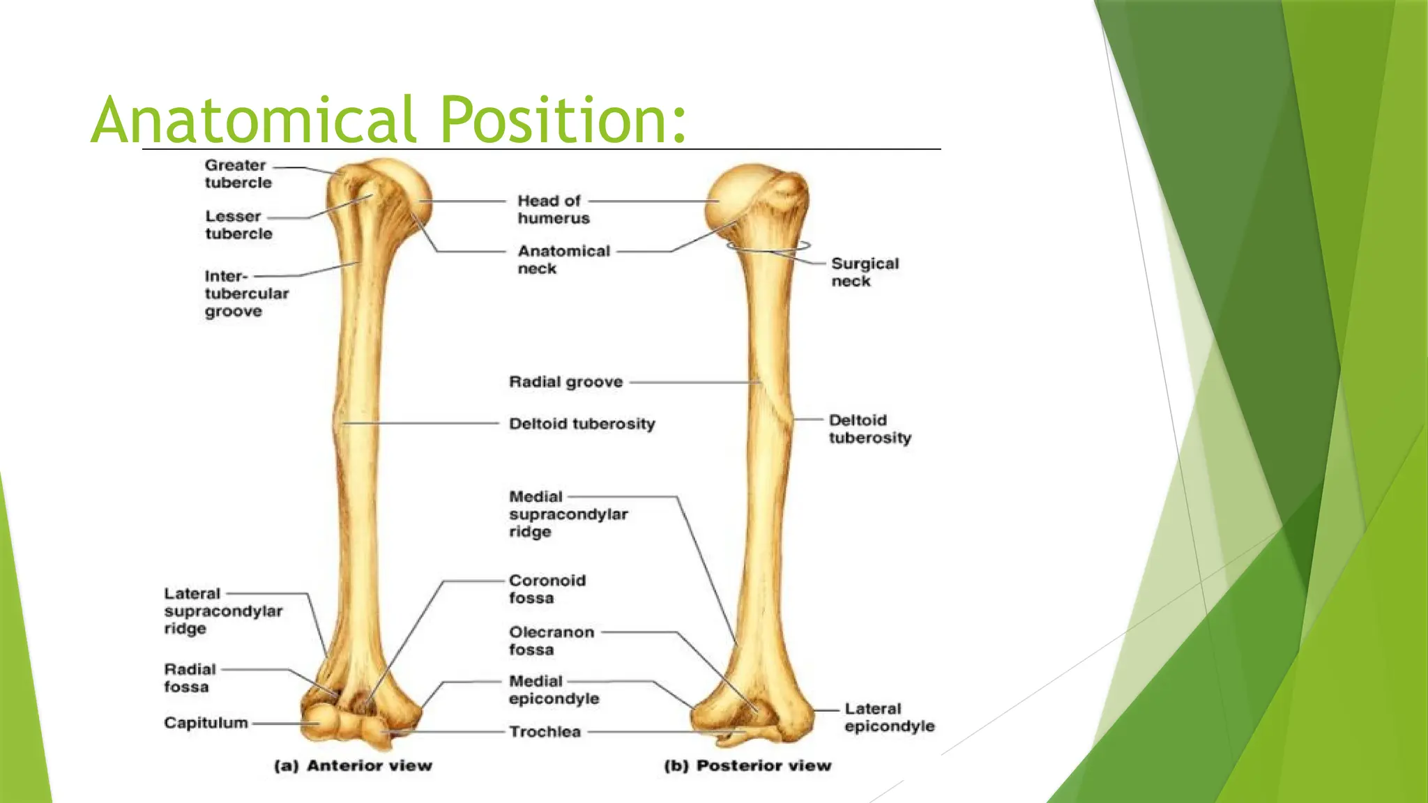 Anatomical Position:
 