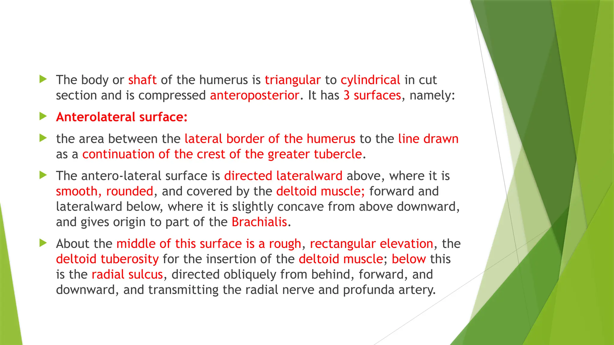  The body or shaft of the humerus is triangular to cylindrical in cut
section and is compressed anteroposterior. It has 3 surfaces, namely:
 Anterolateral surface:
 the area between the lateral border of the humerus to the line drawn
as a continuation of the crest of the greater tubercle.
 The antero-lateral surface is directed lateralward above, where it is
smooth, rounded, and covered by the deltoid muscle; forward and
lateralward below, where it is slightly concave from above downward,
and gives origin to part of the Brachialis.
 About the middle of this surface is a rough, rectangular elevation, the
deltoid tuberosity for the insertion of the deltoid muscle; below this
is the radial sulcus, directed obliquely from behind, forward, and
downward, and transmitting the radial nerve and profunda artery.
 