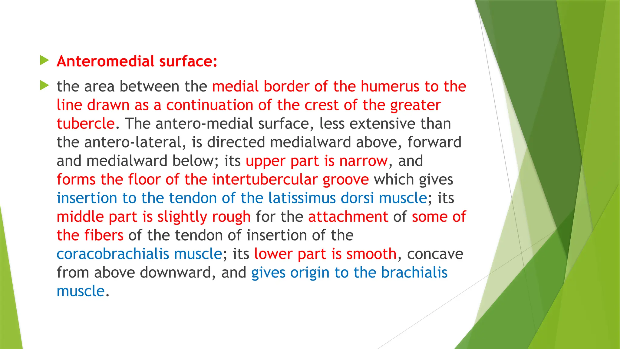  Anteromedial surface:
 the area between the medial border of the humerus to the
line drawn as a continuation of the crest of the greater
tubercle. The antero-medial surface, less extensive than
the antero-lateral, is directed medialward above, forward
and medialward below; its upper part is narrow, and
forms the floor of the intertubercular groove which gives
insertion to the tendon of the latissimus dorsi muscle; its
middle part is slightly rough for the attachment of some of
the fibers of the tendon of insertion of the
coracobrachialis muscle; its lower part is smooth, concave
from above downward, and gives origin to the brachialis
muscle.
 