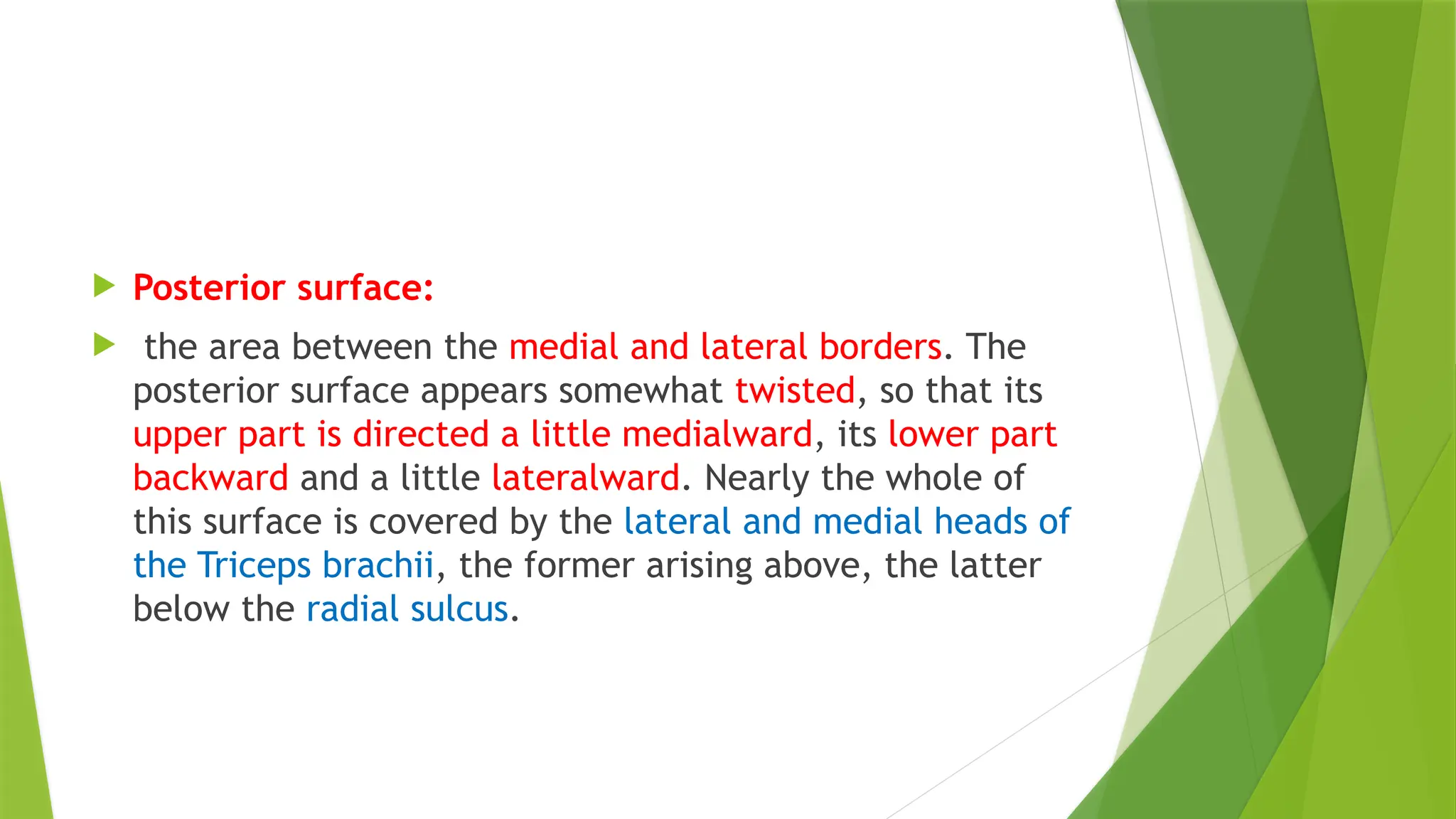  Posterior surface:
 the area between the medial and lateral borders. The
posterior surface appears somewhat twisted, so that its
upper part is directed a little medialward, its lower part
backward and a little lateralward. Nearly the whole of
this surface is covered by the lateral and medial heads of
the Triceps brachii, the former arising above, the latter
below the radial sulcus.
 