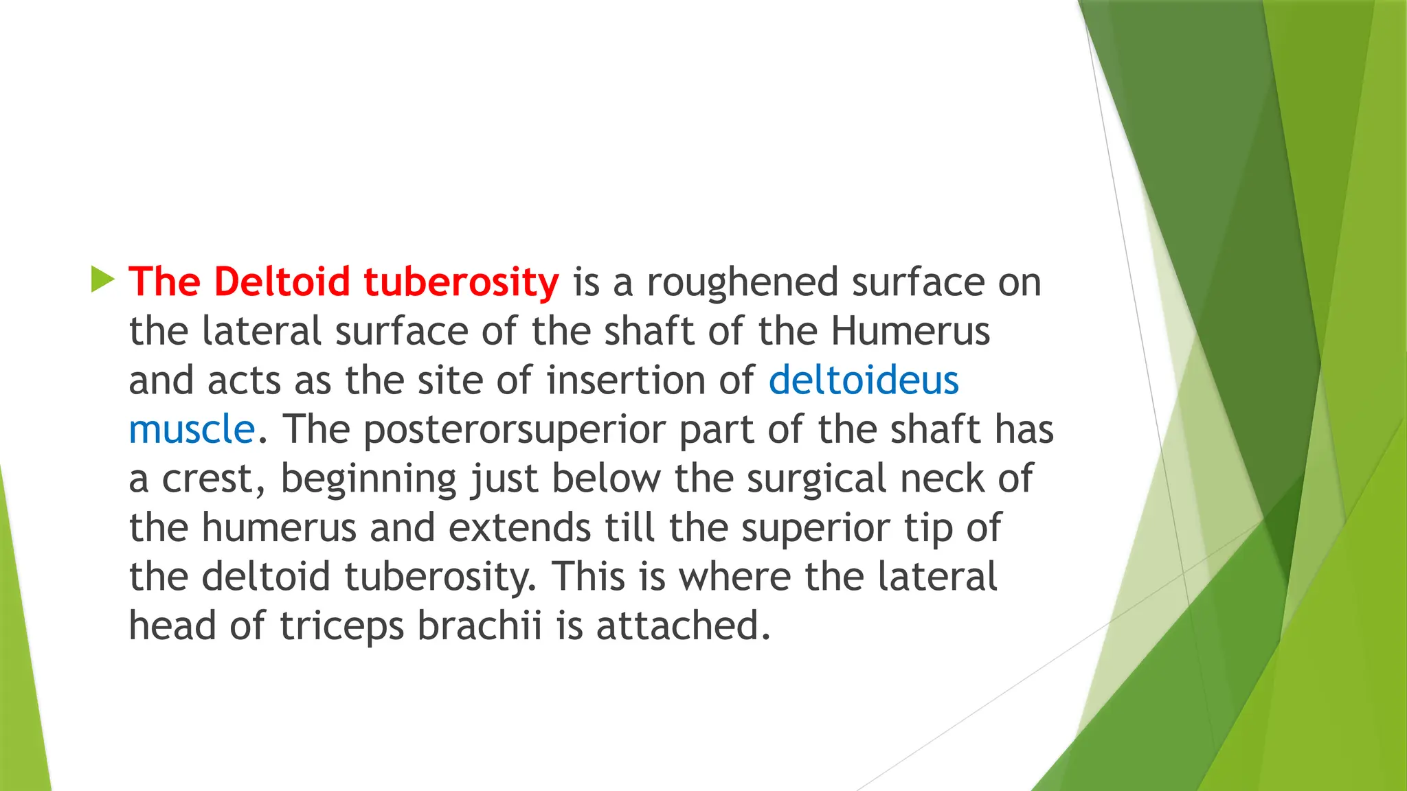  The Deltoid tuberosity is a roughened surface on
the lateral surface of the shaft of the Humerus
and acts as the site of insertion of deltoideus
muscle. The posterorsuperior part of the shaft has
a crest, beginning just below the surgical neck of
the humerus and extends till the superior tip of
the deltoid tuberosity. This is where the lateral
head of triceps brachii is attached.
 