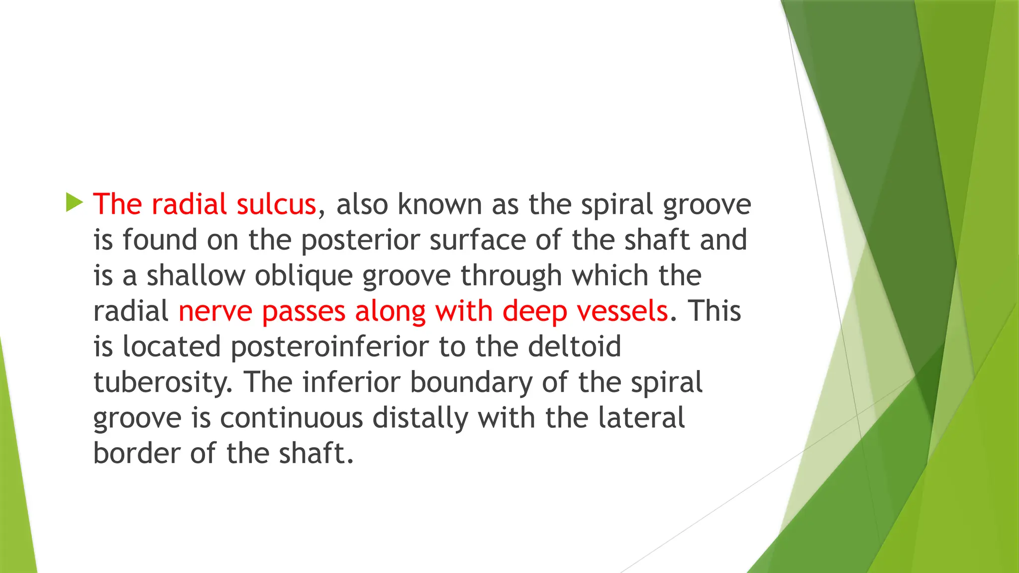  The radial sulcus, also known as the spiral groove
is found on the posterior surface of the shaft and
is a shallow oblique groove through which the
radial nerve passes along with deep vessels. This
is located posteroinferior to the deltoid
tuberosity. The inferior boundary of the spiral
groove is continuous distally with the lateral
border of the shaft.
 