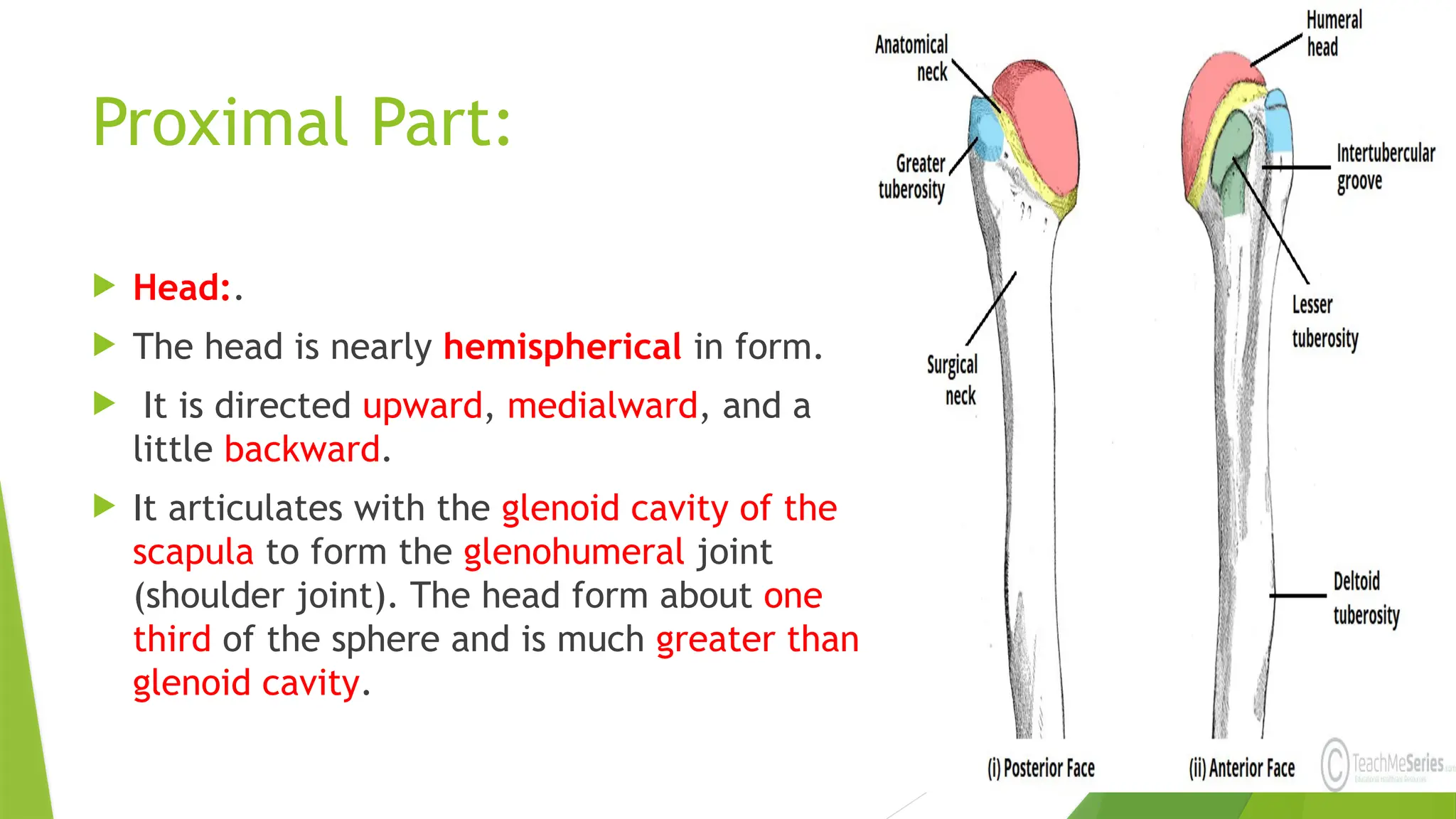 Proximal Part:
 Head:.
 The head is nearly hemispherical in form.
 It is directed upward, medialward, and a
little backward.
 It articulates with the glenoid cavity of the
scapula to form the glenohumeral joint
(shoulder joint). The head form about one
third of the sphere and is much greater than
glenoid cavity.
 