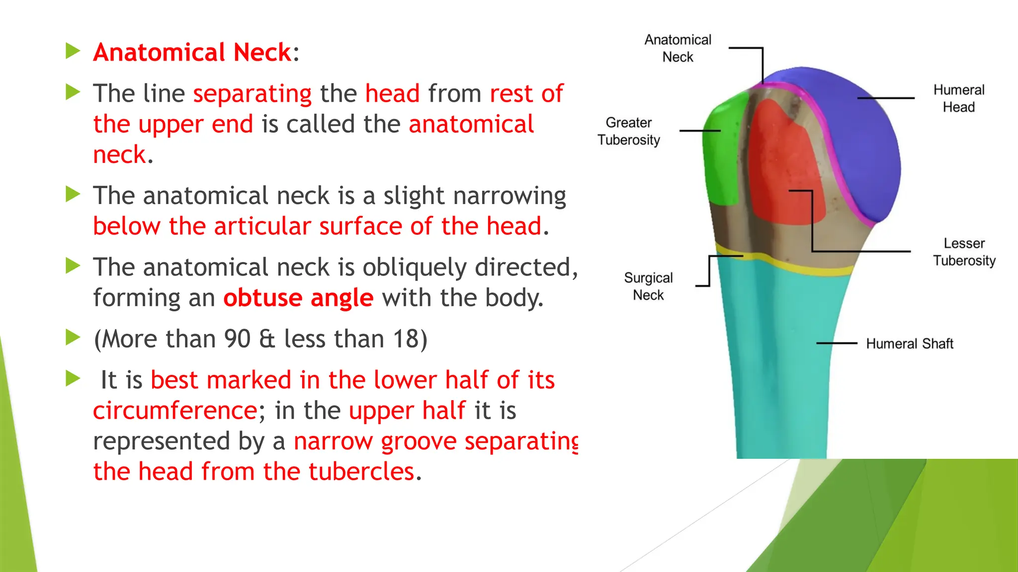  Anatomical Neck:
 The line separating the head from rest of
the upper end is called the anatomical
neck.
 The anatomical neck is a slight narrowing
below the articular surface of the head.
 The anatomical neck is obliquely directed,
forming an obtuse angle with the body.
 (More than 90 & less than 18)
 It is best marked in the lower half of its
circumference; in the upper half it is
represented by a narrow groove separating
the head from the tubercles.
 