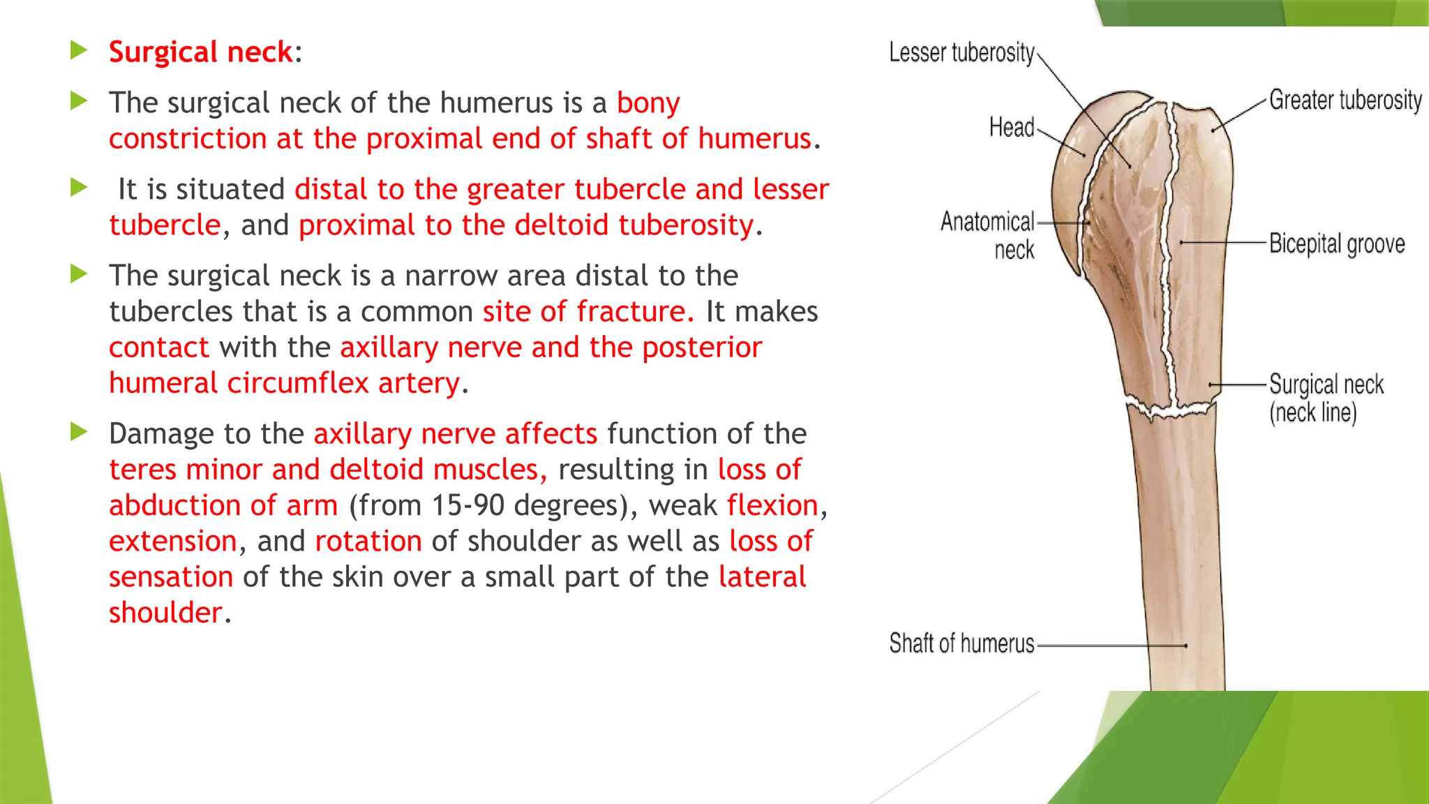  Surgical neck:
 The surgical neck of the humerus is a bony
constriction at the proximal end of shaft of humerus.
 It is situated distal to the greater tubercle and lesser
tubercle, and proximal to the deltoid tuberosity.
 The surgical neck is a narrow area distal to the
tubercles that is a common site of fracture. It makes
contact with the axillary nerve and the posterior
humeral circumflex artery.
 Damage to the axillary nerve affects function of the
teres minor and deltoid muscles, resulting in loss of
abduction of arm (from 15-90 degrees), weak flexion,
extension, and rotation of shoulder as well as loss of
sensation of the skin over a small part of the lateral
shoulder.
 