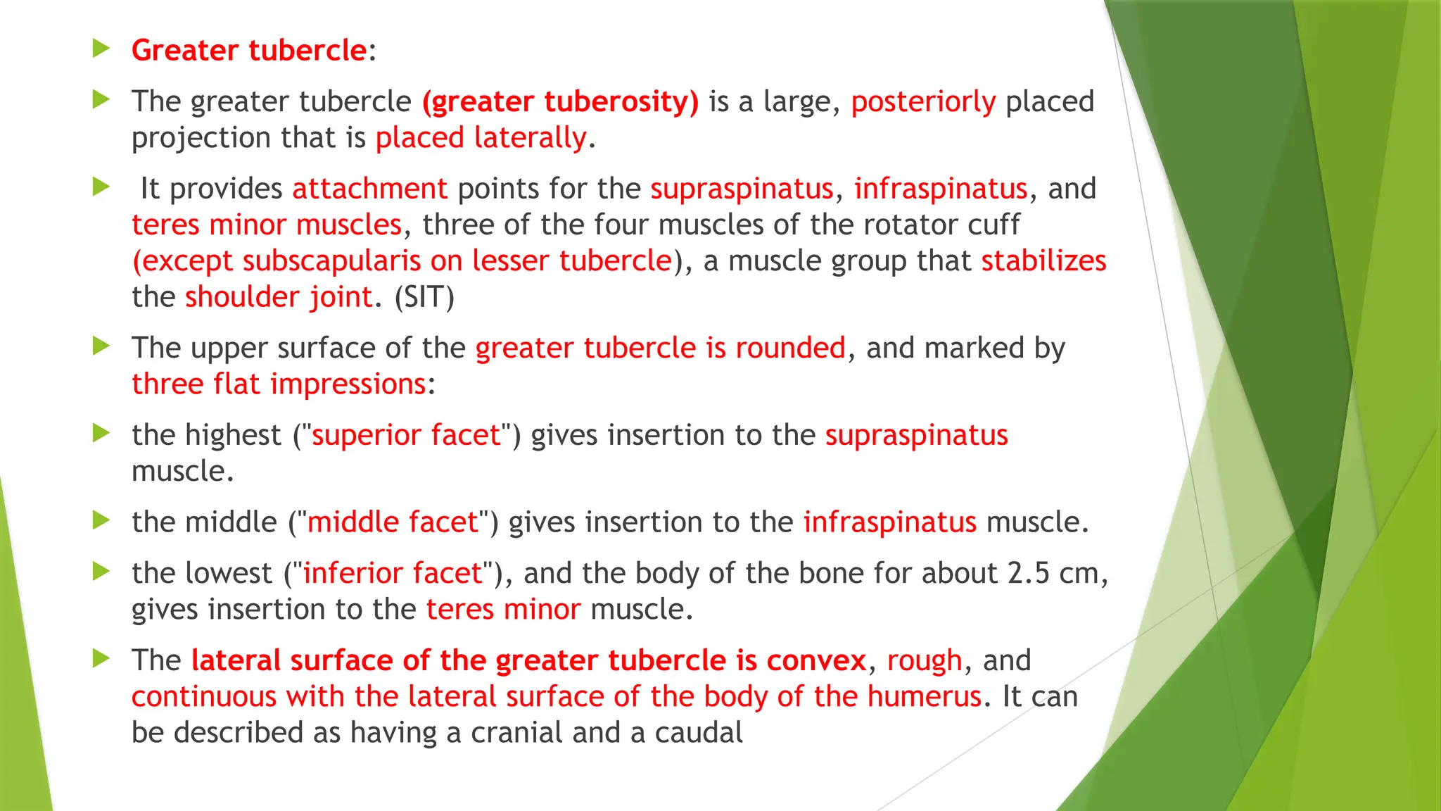  Greater tubercle:
 The greater tubercle (greater tuberosity) is a large, posteriorly placed
projection that is placed laterally.
 It provides attachment points for the supraspinatus, infraspinatus, and
teres minor muscles, three of the four muscles of the rotator cuff
(except subscapularis on lesser tubercle), a muscle group that stabilizes
the shoulder joint. (SIT)
 The upper surface of the greater tubercle is rounded, and marked by
three flat impressions:
 the highest ("superior facet") gives insertion to the supraspinatus
muscle.
 the middle ("middle facet") gives insertion to the infraspinatus muscle.
 the lowest ("inferior facet"), and the body of the bone for about 2.5 cm,
gives insertion to the teres minor muscle.
 The lateral surface of the greater tubercle is convex, rough, and
continuous with the lateral surface of the body of the humerus. It can
be described as having a cranial and a caudal
 