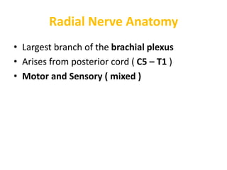 Radial Nerve Anatomy
• Largest branch of the brachial plexus
• Arises from posterior cord ( C5 – T1 )
• Motor and Sensory ( mixed )
 