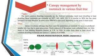Rootstocks humesh m.sc horti seminar fruit science.pptx