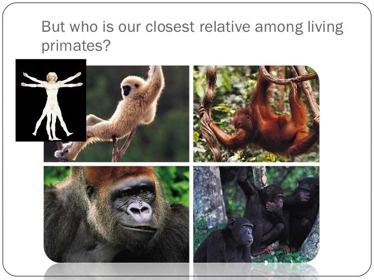 what is our closest relative