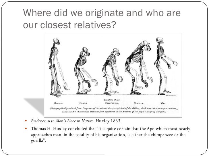 closest relative to humans