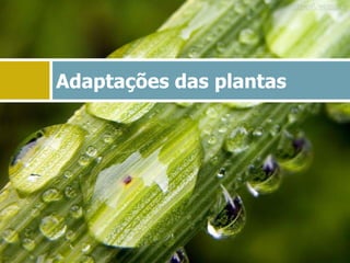Adaptações das plantas
 