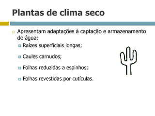 Plantas de clima seco
 Apresentam adaptações à captação e armazenamento
de água:
 Raízes superficiais longas;
 Caules carnudos;
 Folhas reduzidas a espinhos;
 Folhas revestidas por cutículas.
 