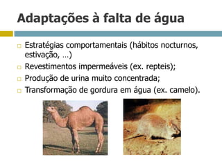 Adaptações à falta de água
 Estratégias comportamentais (hábitos nocturnos,
estivação, …)
 Revestimentos impermeáveis (ex. repteis);
 Produção de urina muito concentrada;
 Transformação de gordura em água (ex. camelo).
 