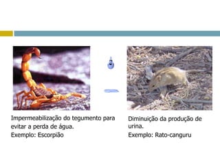 Impermeabilização do tegumento para
evitar a perda de água.
Exemplo: Escorpião
Diminuição da produção de
urina.
Exemplo: Rato-canguru
 