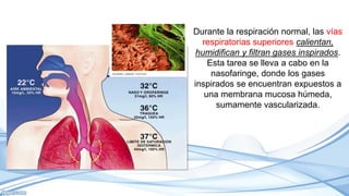 Durante la respiración normal, las vías
respiratorias superiores calientan,
humidifican y filtran gases inspirados.
Esta tarea se lleva a cabo en la
nasofaringe, donde los gases
inspirados se encuentran expuestos a
una membrana mucosa húmeda,
sumamente vascularizada.
 