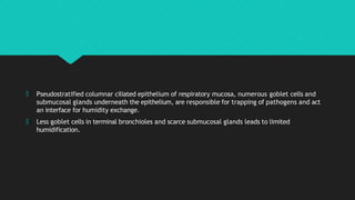 🞅 Pseudostratified columnar ciliated epithelium of respiratory mucosa, numerous goblet cells and
submucosal glands underneath the epithelium, are responsible for trapping of pathogens and act
an interface for humidity exchange.
🞅 Less goblet cells in terminal bronchioles and scarce submucosal glands leads to limited
humidification.
 