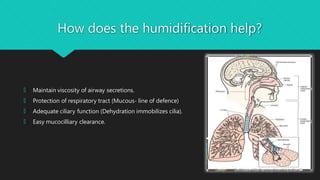 How does the humidification help?
🞅 Maintain viscosity of airway secretions.
🞅 Protection of respiratory tract (Mucous- line of defence)
🞅 Adequate ciliary function (Dehydration immobilizes cilia).
🞅 Easy mucocilliary clearance.
 