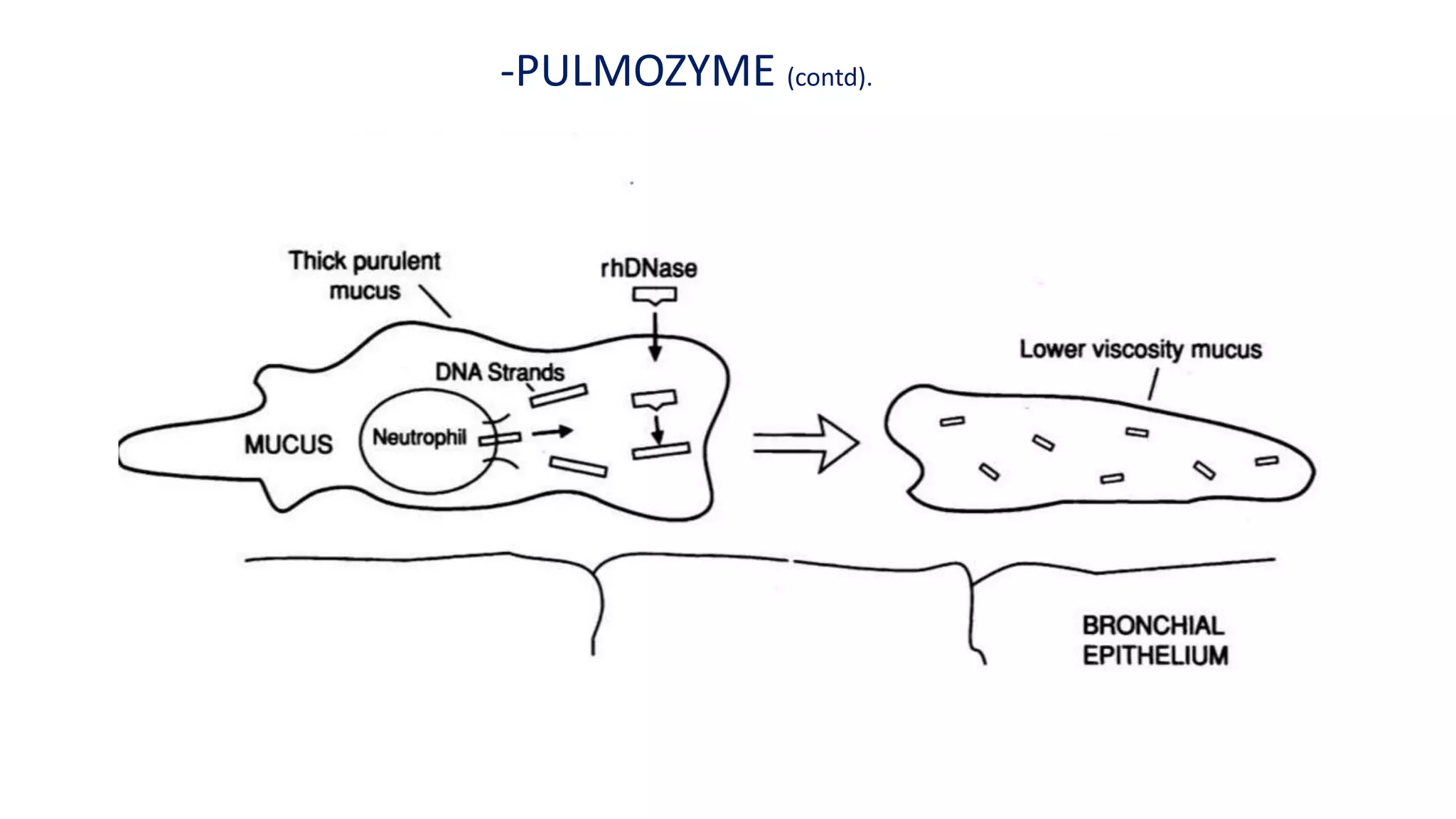 -PULMOZYME (contd).
 