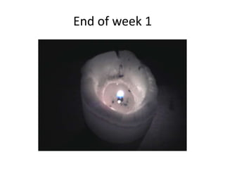 End of week 1
 