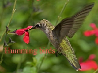 Humming birds 