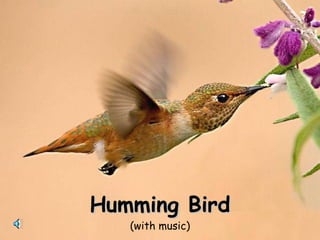 Humming Bird (with music) 