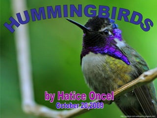 HUMMINGBIRDS by Hatice Oncel http://desktop-cool-wallpapers.blogspot.com / October 20,2009 