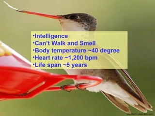 http://farm1.static.flickr.com/ Intelligence Can’t Walk and Smell Body temperature ~40 degree Heart rate ~ 1,2 0 0 bpm  Life span ~5 years 