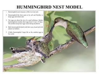 Humming bird nest model.pdfg.docx