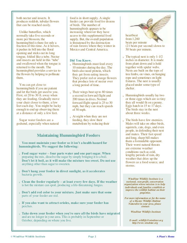 Hummingbirds Will Return If You Provide Food