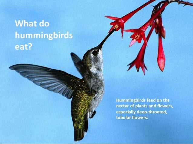 hummingbirds hummingbirds