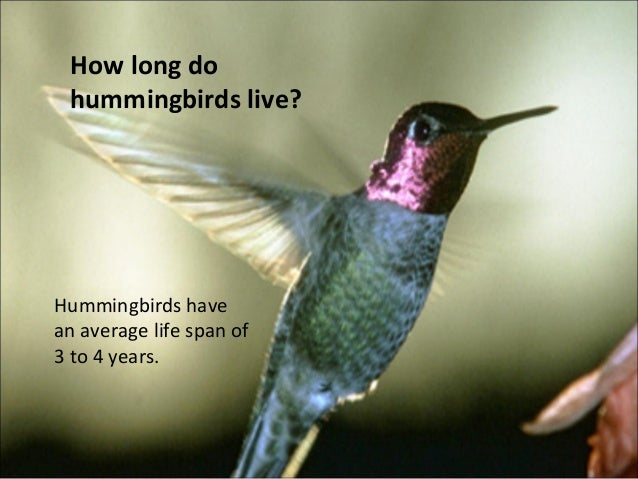 hummingbirds hummingbirds