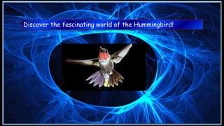 Discover the fascinating world of the Hummingbird!
Discover the fascinating world of the Hummingbird!
 