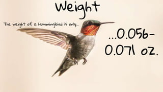 Weight
The weight of a hummingbird is only...
...0.056-
0.071 oz.
 
