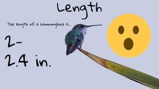 Length
The length of a hummingbird is...
2-
2.4 in.
 